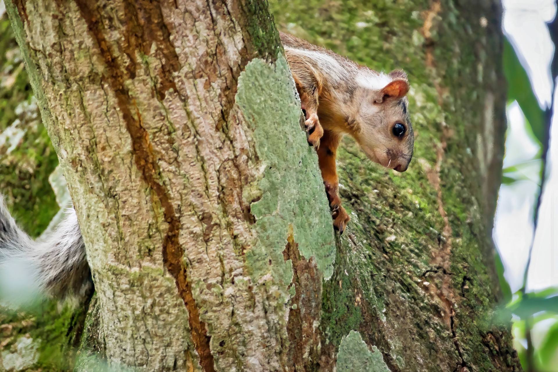 Bunthörnchen (Sciurus variegatoides)